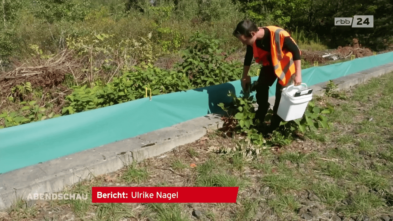 Ulrike Nagel RBB Abendschau Die Eidechsen-Helfer von Hoppegarten